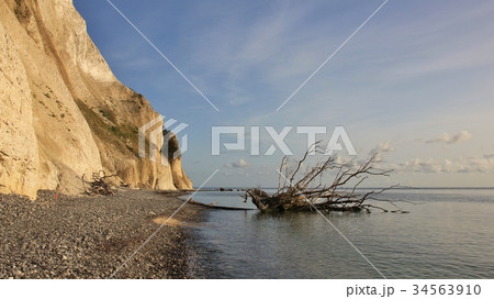 Death tree fallen of Moens Klint, limestone cliff  34563910