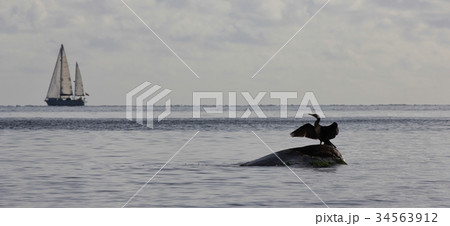 Cormorant drying its wings and sailing ship  34563912