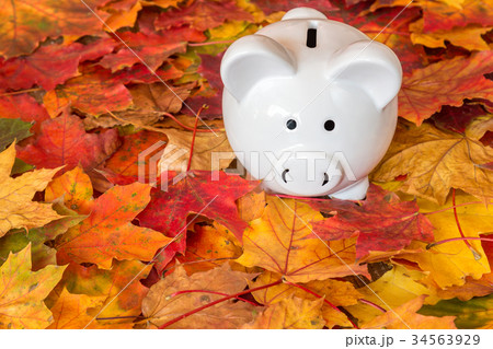 Piggy bank with autumn foliage Piggy bank with autumn foliage 34563929