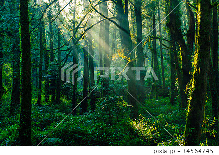sun beams in the forest in ali mountain sun beams in the forest in ali mountain 34564745