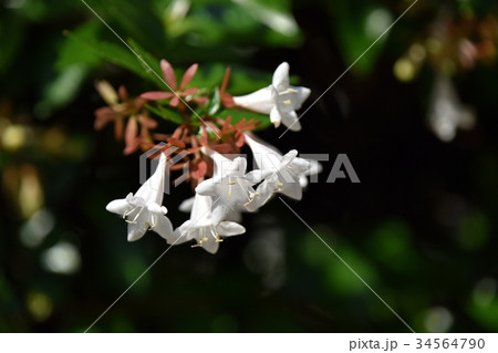 ハナゾノツクバネウツギ(花園衝羽根空木) ハナゾノツクバネウツギ(花園衝羽根空木) 34564790