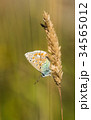 Common Blue Butterfly on Grass 34565012