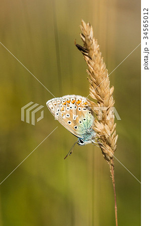 Common Blue Butterfly on Grass Common Blue Butterfly on Grass 34565012