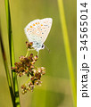 Common Blue Butterfly Perched on a Plant 34565014