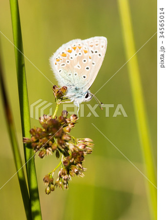 Common Blue Butterfly Perched on a Plant Common Blue Butterfly Perched on a Plant 34565014