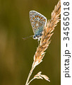 Common Blue Butterfly on Some Grass 34565018