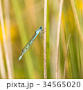 Common Blue Damselfly 34565020
