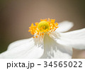 Close Up of a White Anemone Flower 34565022