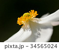 Close Up of a White Anemone Flower 34565024