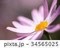 Close Up of a Pink Flower 34565025