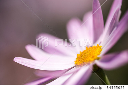 Close Up of a Pink Flower Close Up of a Pink Flower 34565025