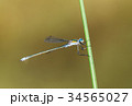Emerald Damselfly  Hanging onto Reed 34565027