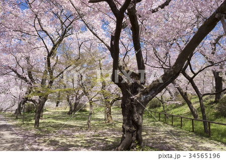 青空の高遠城址公園 34565196