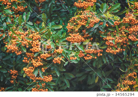 Red autumn berries Red autumn berries 34565294
