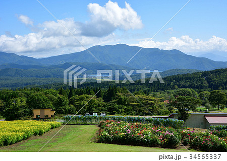 長野県　黒姫高原　満開のダリアとコスモス 34565337
