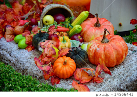 ハロウィン ハロウィン 34566443