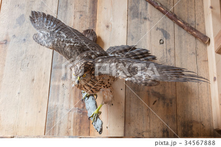 Taxidermy - Old remains of a common buzzard 34567888