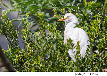 Bubulcus ibis, cattle egret Bubulcus ibis, cattle egret 34567892