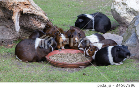 Portrait of guinea pigs eating Portrait of guinea pigs eating 34567896