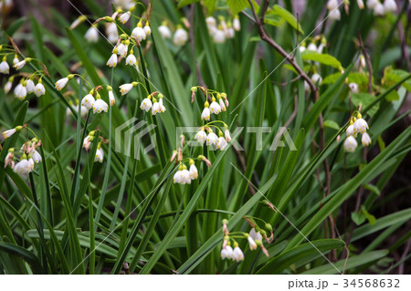 Summer snowflake or Loddon Lily Summer snowflake or Loddon Lily 34568632