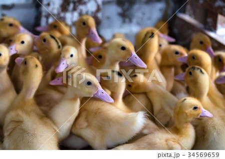 Cute ducklings rest on the ground Cute ducklings rest on the ground 34569659