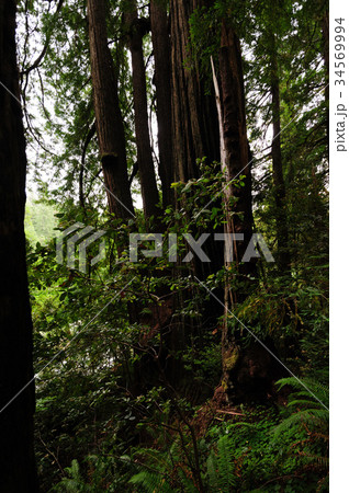 Redwood National Forest 34569994