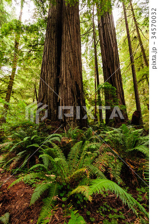 Redwood National Forest Redwood National Forest 34570032