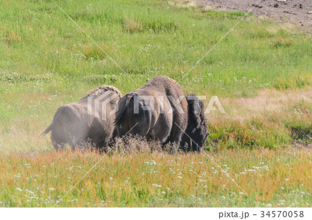 American Bison in Yellowstone American Bison in Yellowstone 34570058