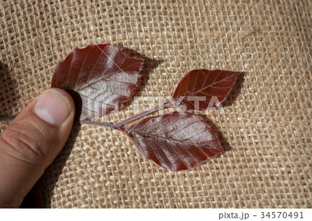 Green leaves in hand on canvas Green leaves in hand on canvas 34570491
