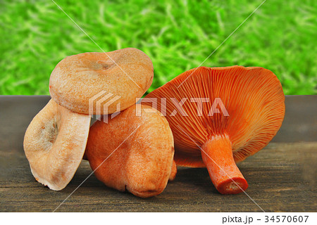 Mushrooms (Lactarius sect. Deliciosi) fresh 34570607