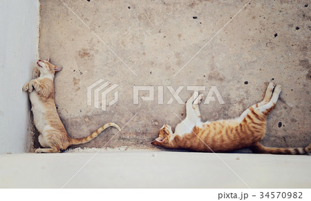 Two homeless red haired cats sleeping in the shade Two homeless red haired cats sleeping in the shade 34570982