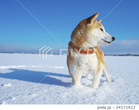 雪原で遊ぶ柴犬 34571622