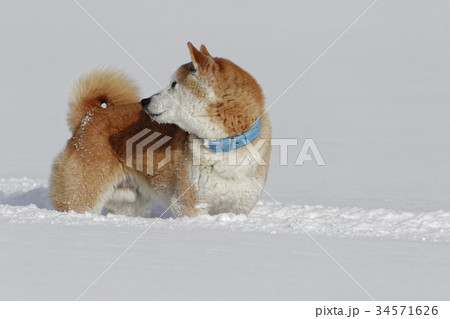 雪原で遊ぶ柴犬 34571626