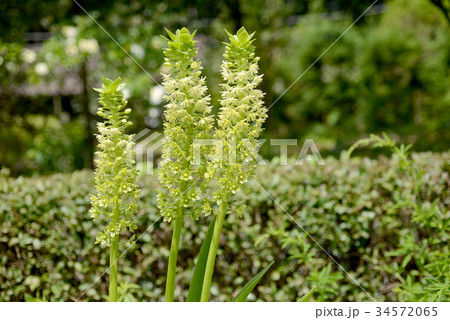 パイナップルリリー 34572065