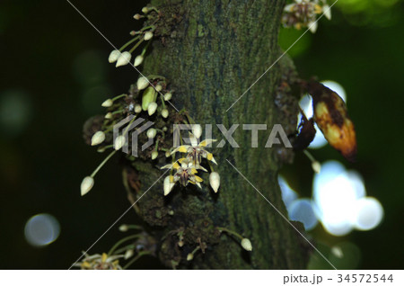 カカオの花 カカオの花 34572544