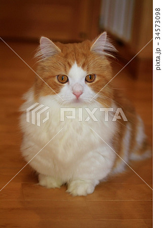 猫MG6495 猫MG6495 34573098