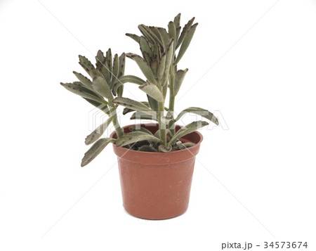 多肉植物 盆栽 ボンサイ 34573674