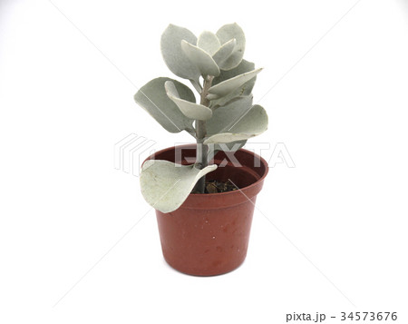 多肉植物 盆栽 ボンサイ 34573676