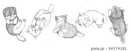 柴犬5匹のペン画のイラスト素材