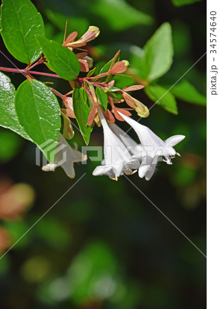 ハナゾノツクバネウツギ（花園衝羽根空木） 34574640