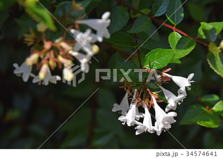 ハナゾノツクバネウツギ(花園衝羽根空木) ハナゾノツクバネウツギ(花園衝羽根空木) 34574641