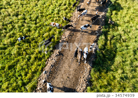 cattles walking on the trail in forest cattles walking on the trail in forest 34574939