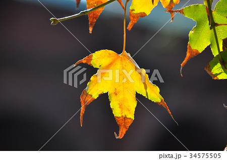 台湾 自然 天然 34575505