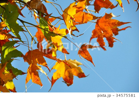 台湾 自然 天然 34575581