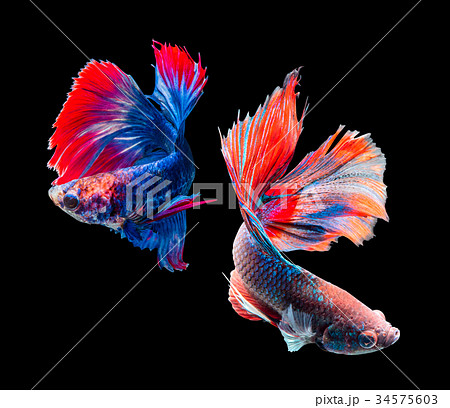 Betta splendens, siamese fighting fish isolated Betta splendens, siamese fighting fish isolated 34575603