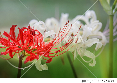 赤白の美しい彼岸花 曼珠沙華 の写真素材
