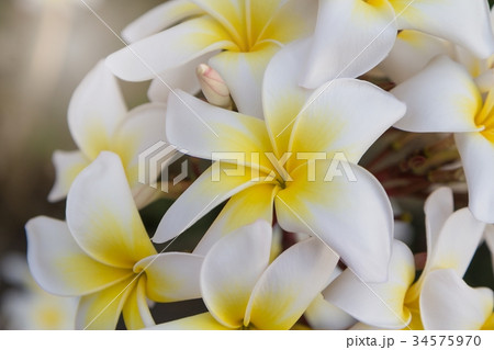 Closeup white Plumeria on the plumeria tree 34575970