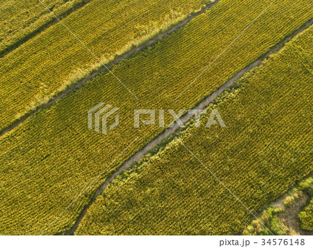 Aerial view of the rice field from drone Aerial view of the rice field from drone 34576148
