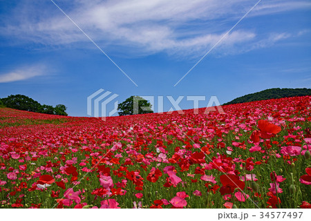 ポピー畑 34577497