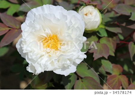 牡丹の花 牡丹の花 34578174